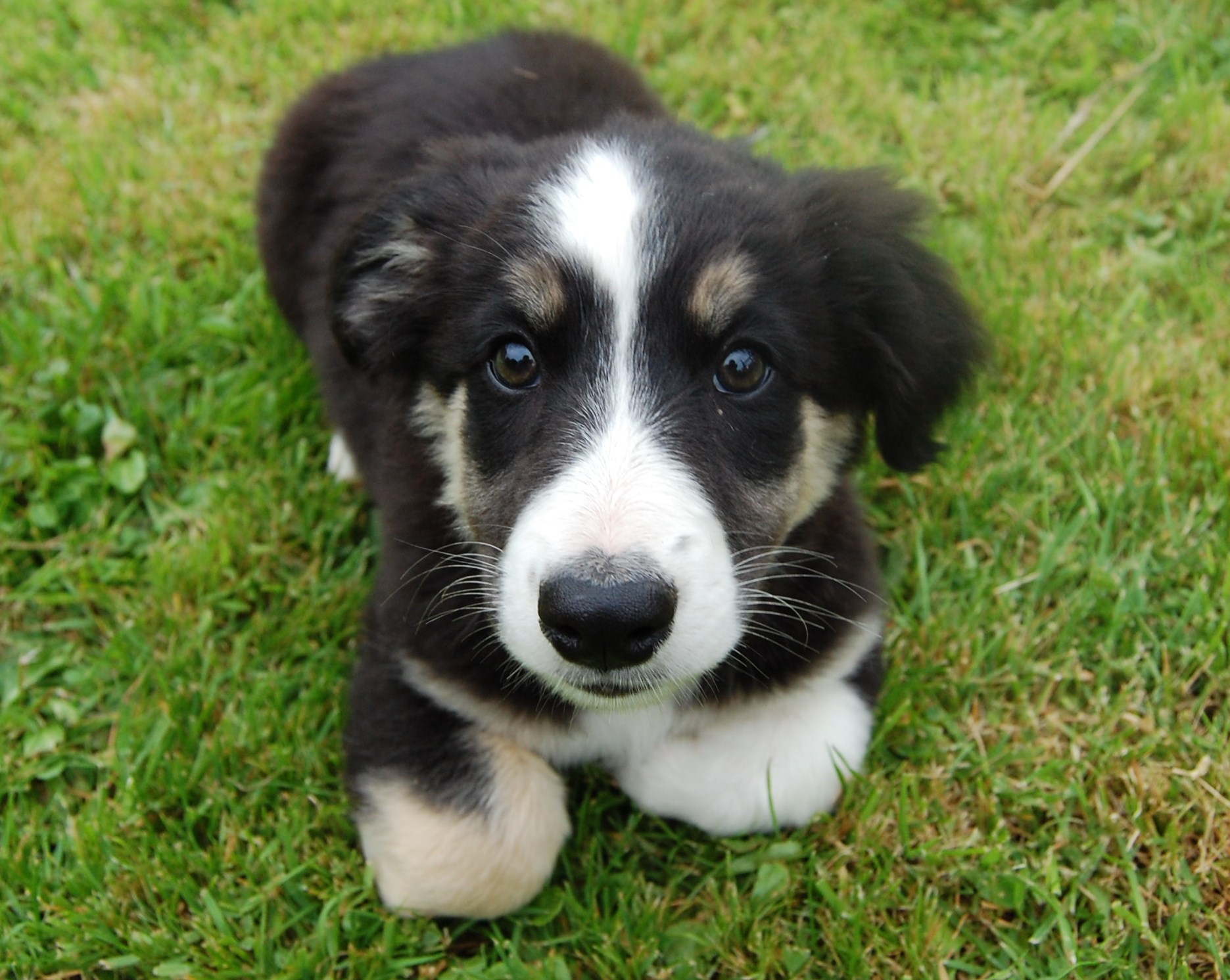 Munster lost and found dogs deals for adoption